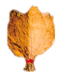 Burley Light Air Cured Tobacco