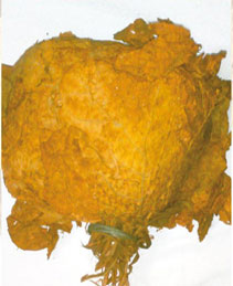 Sun-Cured Rustica Tobacco