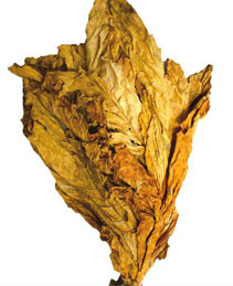 Flue Cured Virginia Tobacco